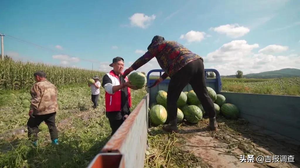 东丰县那丹伯镇十八道村20亩成熟西瓜被冰雹砸伤，面临滞销困境！社会各界争当“吃瓜群众”