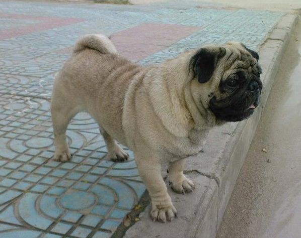 新手养巴哥犬需要注意什么,巴哥犬饲养注意事项大全图片