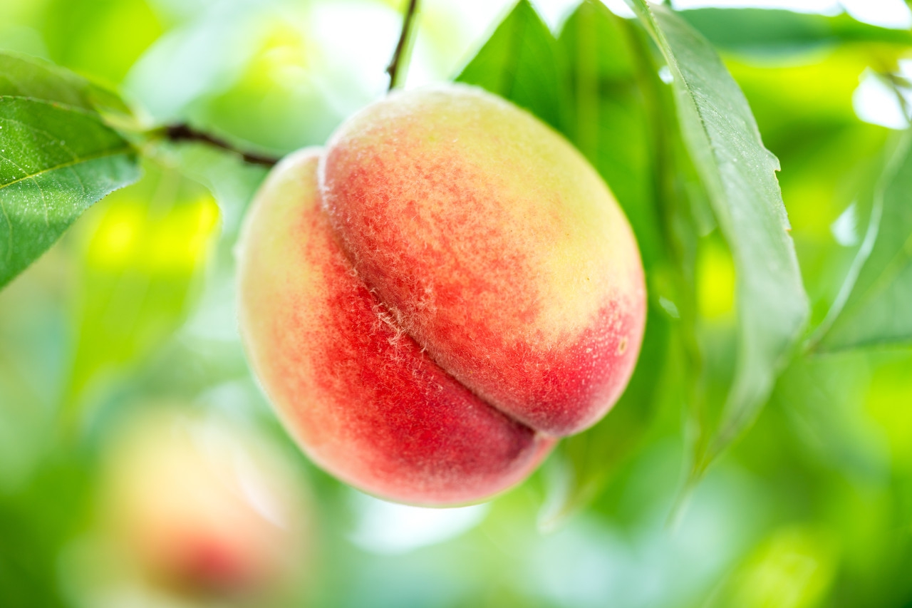 陕西水蜜桃香甜可口你喜欢吃吗,陕西纯甜的水蜜桃