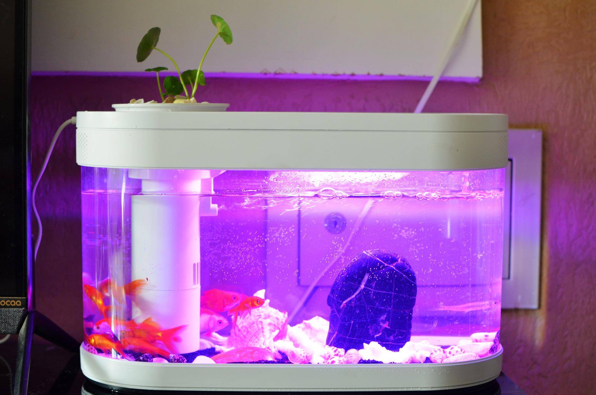 小米生态鱼缸养巴卡雷龙,小米生态缸养鱼入门基础教程