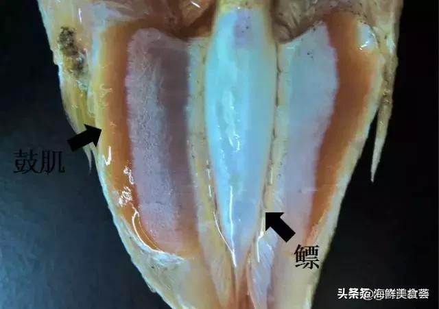 曾是四大海产之一，靠叫声互相识别，却被人类用噪声团灭