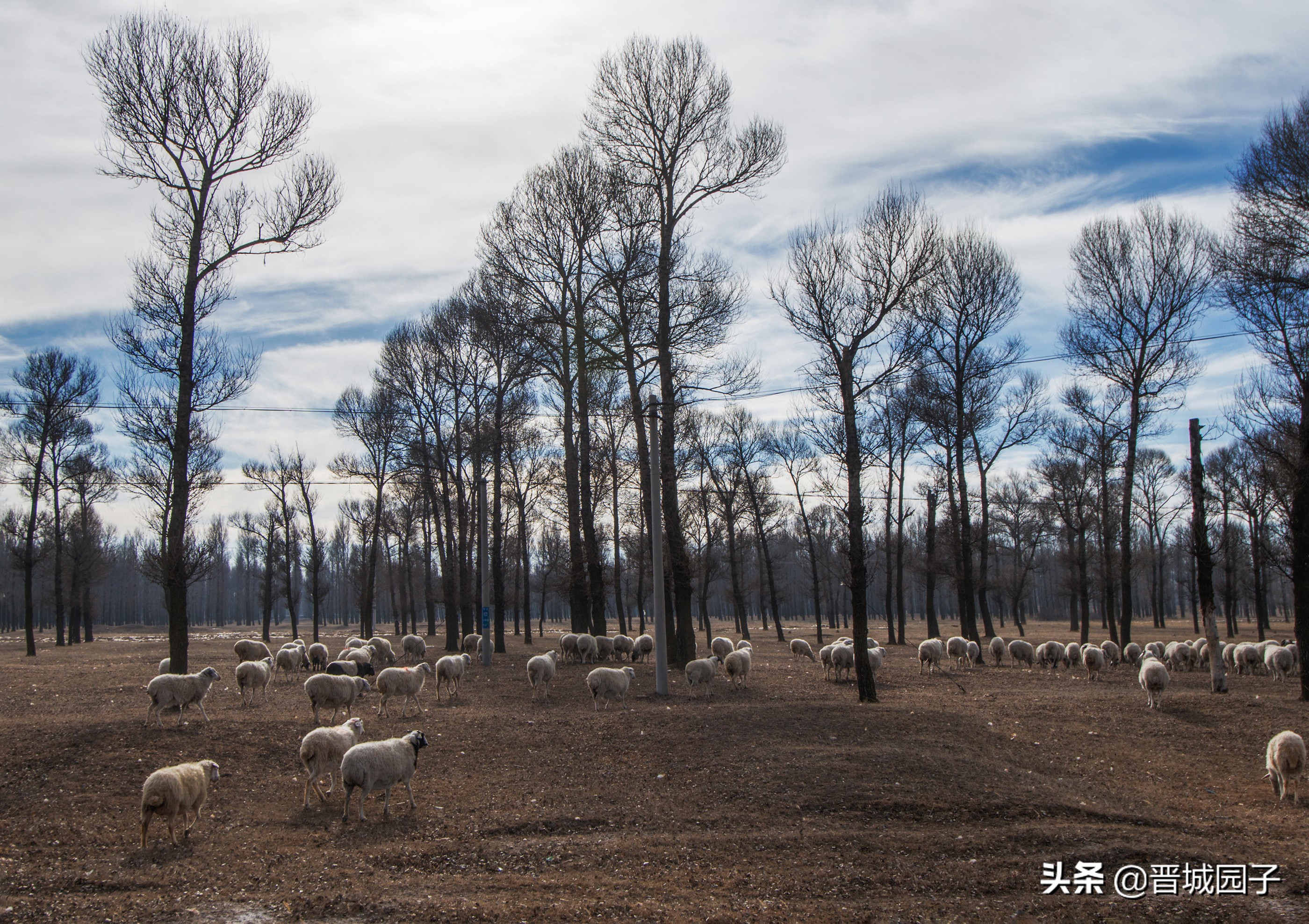 骄萌的毛驴洁白的羊群率真的老汉，看冬日的右玉古城阳光明媚