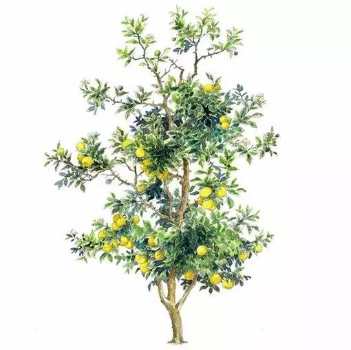 十种不同树叶的画法,五种不同树木的画法简单的