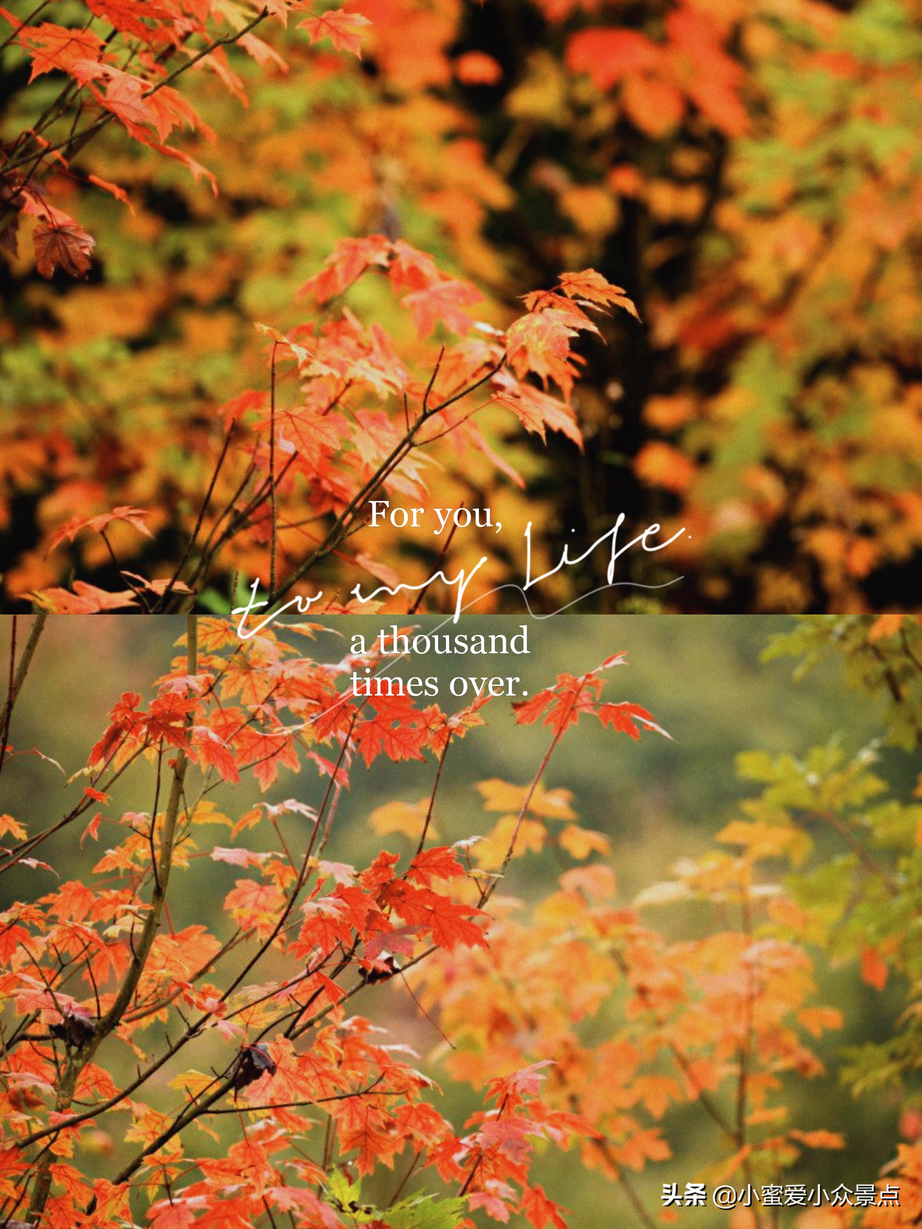 成都红枫岭周边旅游攻略,成都周边二日看红叶自驾游推荐