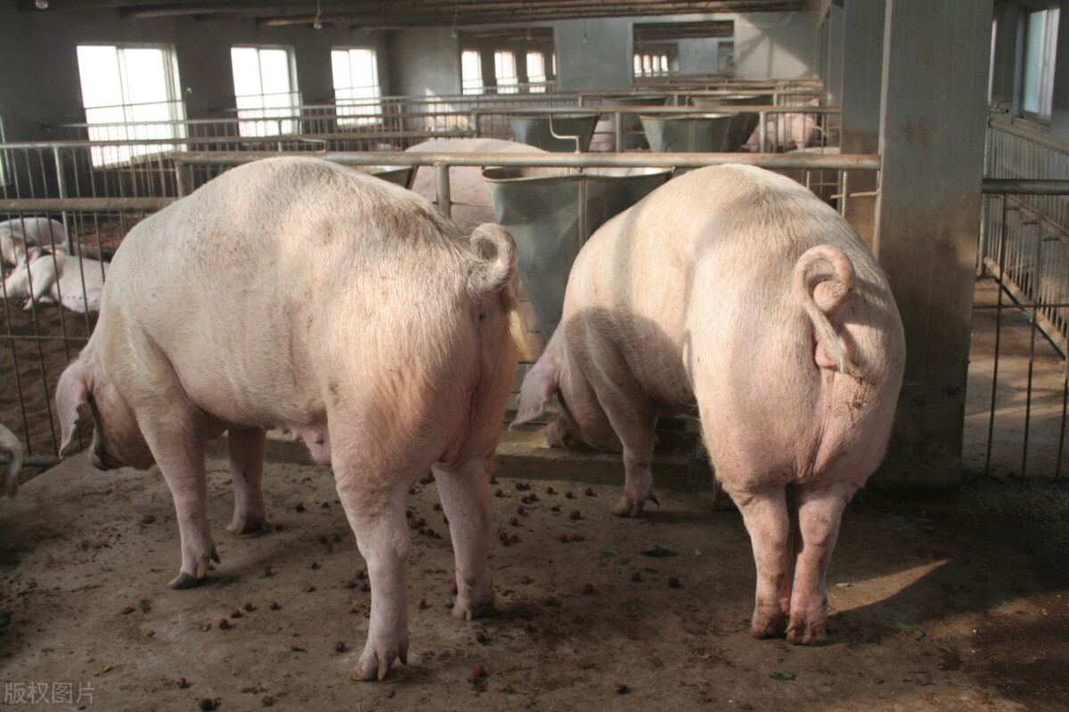 二元母猪种两百多斤多少钱,二元母猪四五十斤多少钱