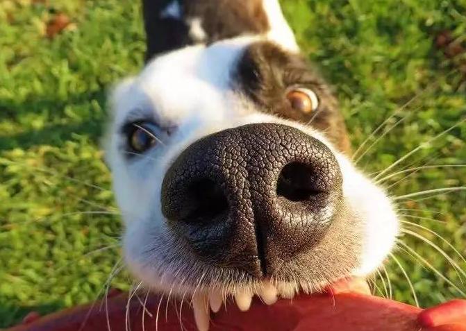 不遛狗会不会导致咬人,不遛狗对狗的影响大么