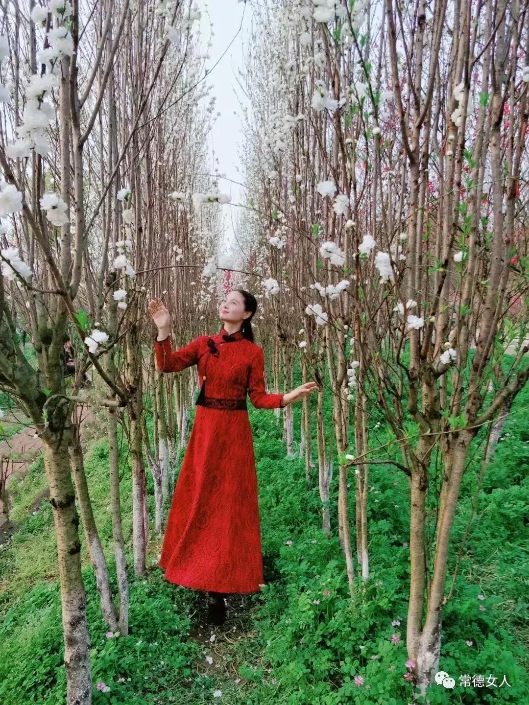 桃花源又见桃花开,盛景等君来,你若不来、花为谁开?