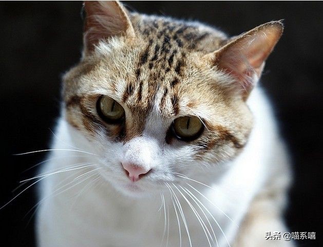 最高档次的猫咪品种是什么,中国本土的猫咪品种有哪些