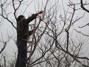 盛果期苹果树修剪的任务是什么,苹果树如何促进枝条生长