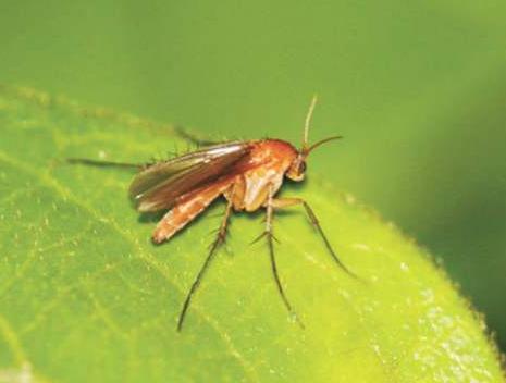 迟眼蕈蚊如何消灭,迟眼蕈蚊的发生与防治