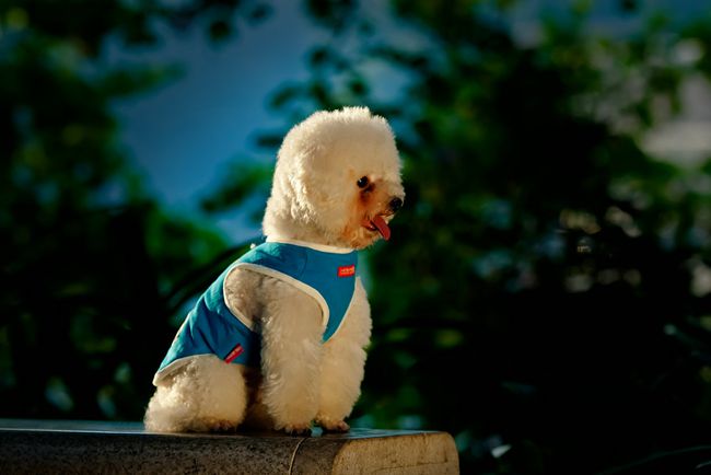 贵宾犬不吃饭是怎么回事?主人要知道贵宾犬不吃饭,可能是这原因