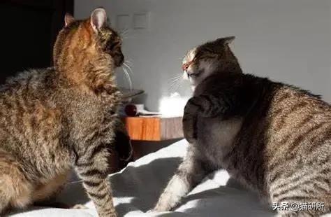 多猫家庭打架,多猫家庭遇到猫咪打架该怎么办