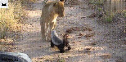 平头哥单挑疣猪完整版,平头哥抓疣猪视频大全