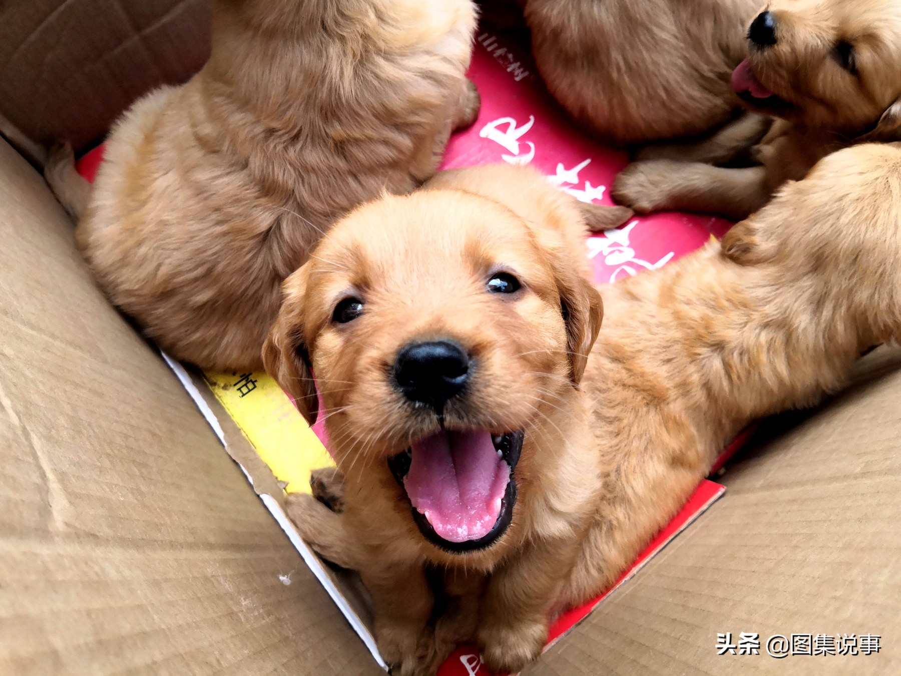 宠物狗市场博美犬真实价格,200元一只博美犬同城购买