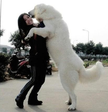 大白熊好养吗,大白熊值得养吗