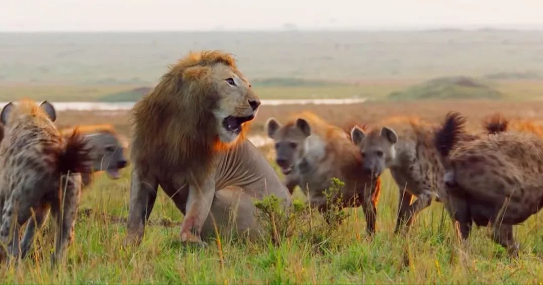 马赛人单挑非洲雄狮,狮子为啥惧怕马赛人