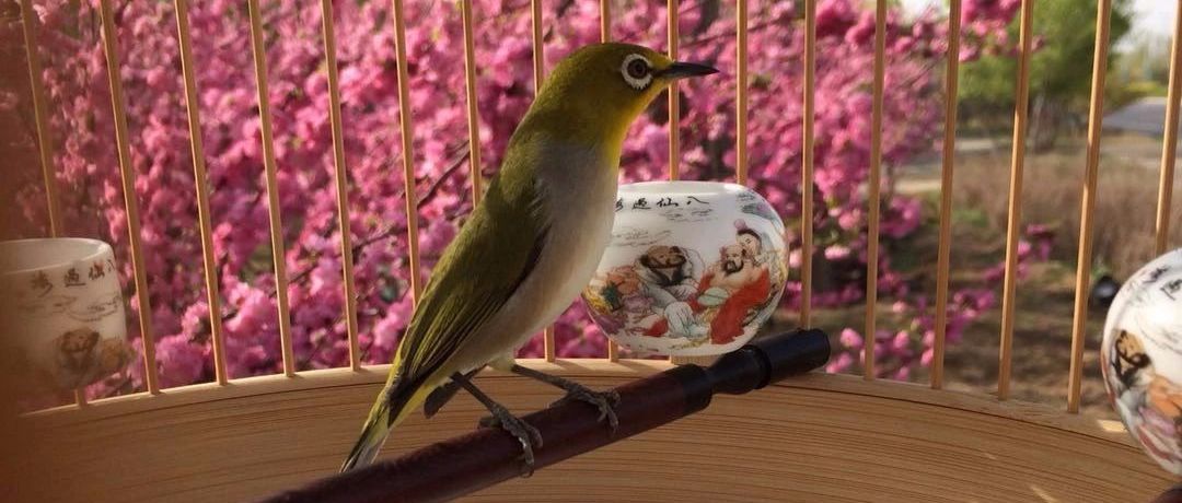 养鸟故事之回忆那些鸟事　八　、九​