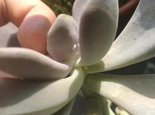 蚧壳虫最喜欢吃什么多肉,蚧壳虫不吃多肉的天敌