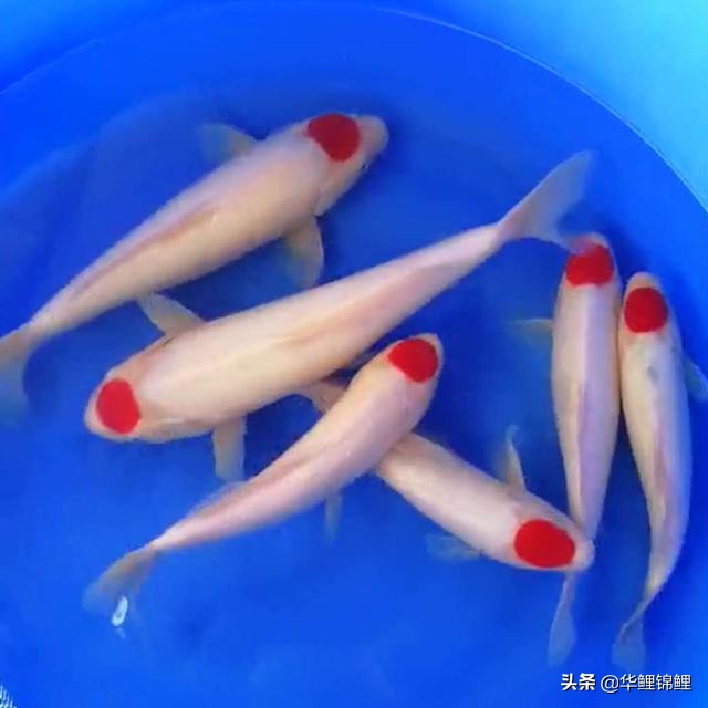 养日本锦鲤加海盐，我们到底能不能加食盐？