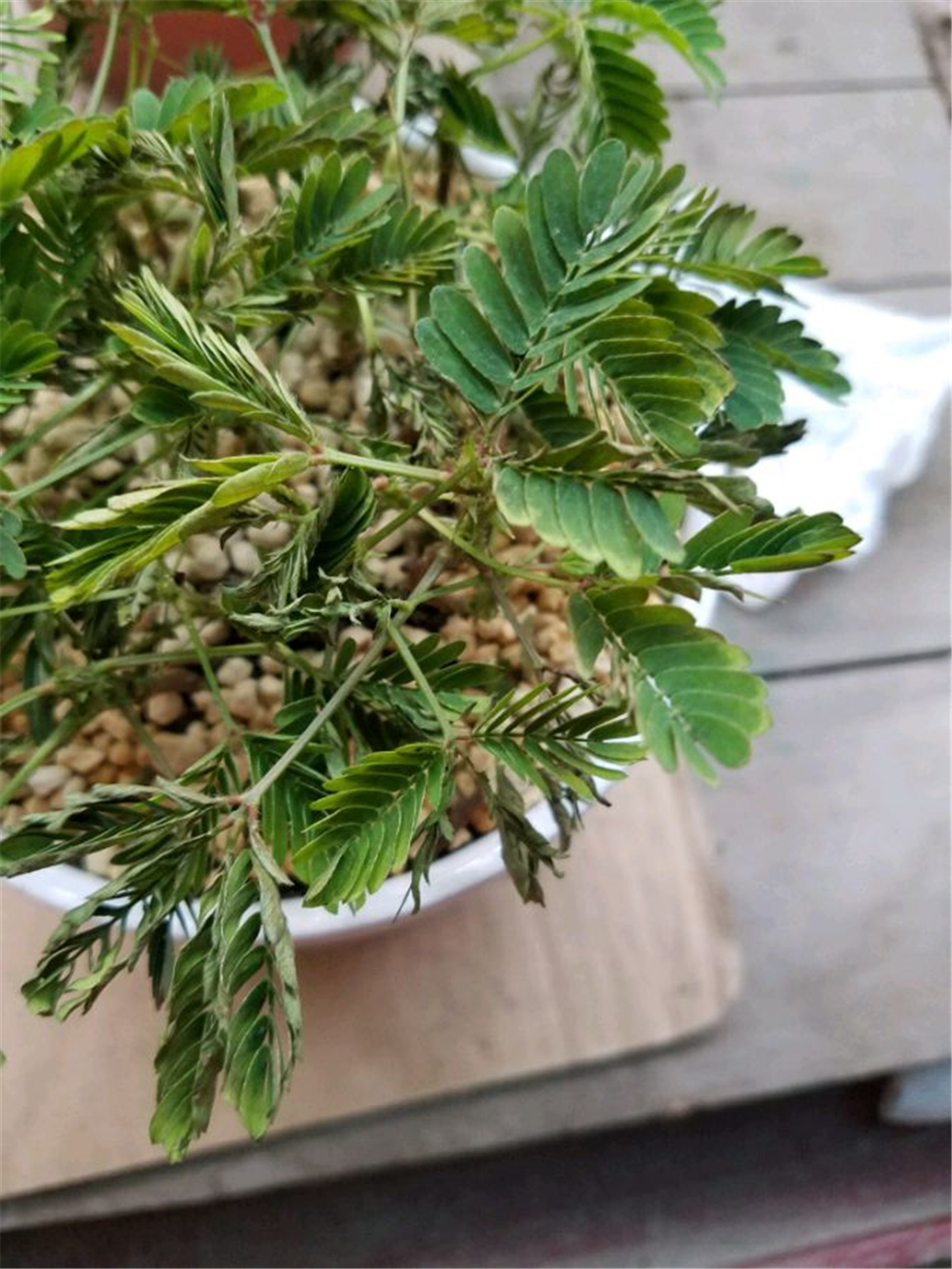 含羞草叶子发黄怎么回事,含羞草叶子枯萎如何快速恢复