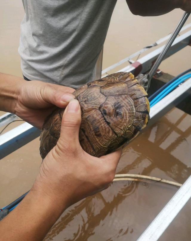 浙江台州河里钓鱼,浙江台州椒江区钓友