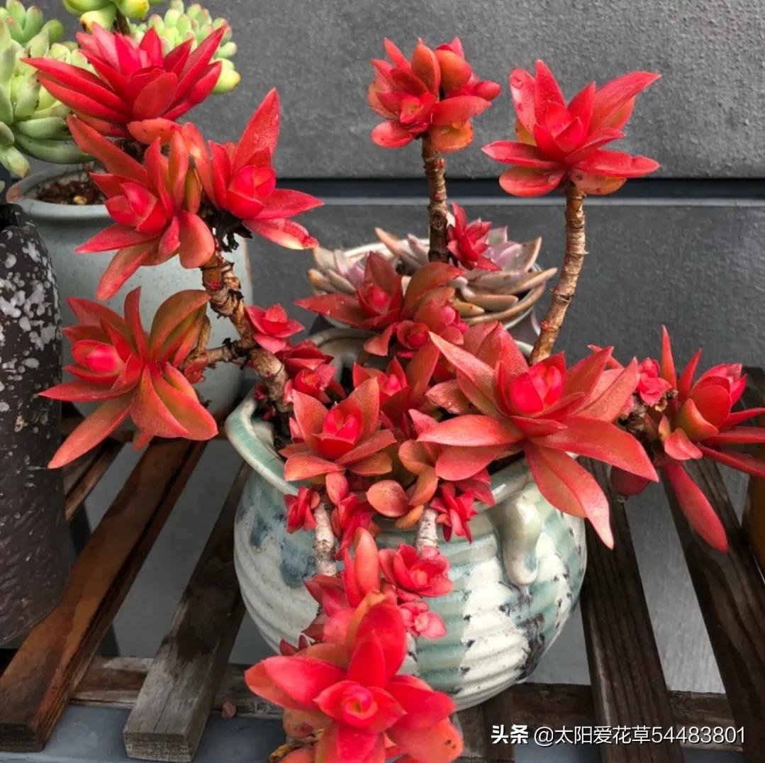 火祭养殖方法和注意事项,单头火祭怎么养才能爆盆