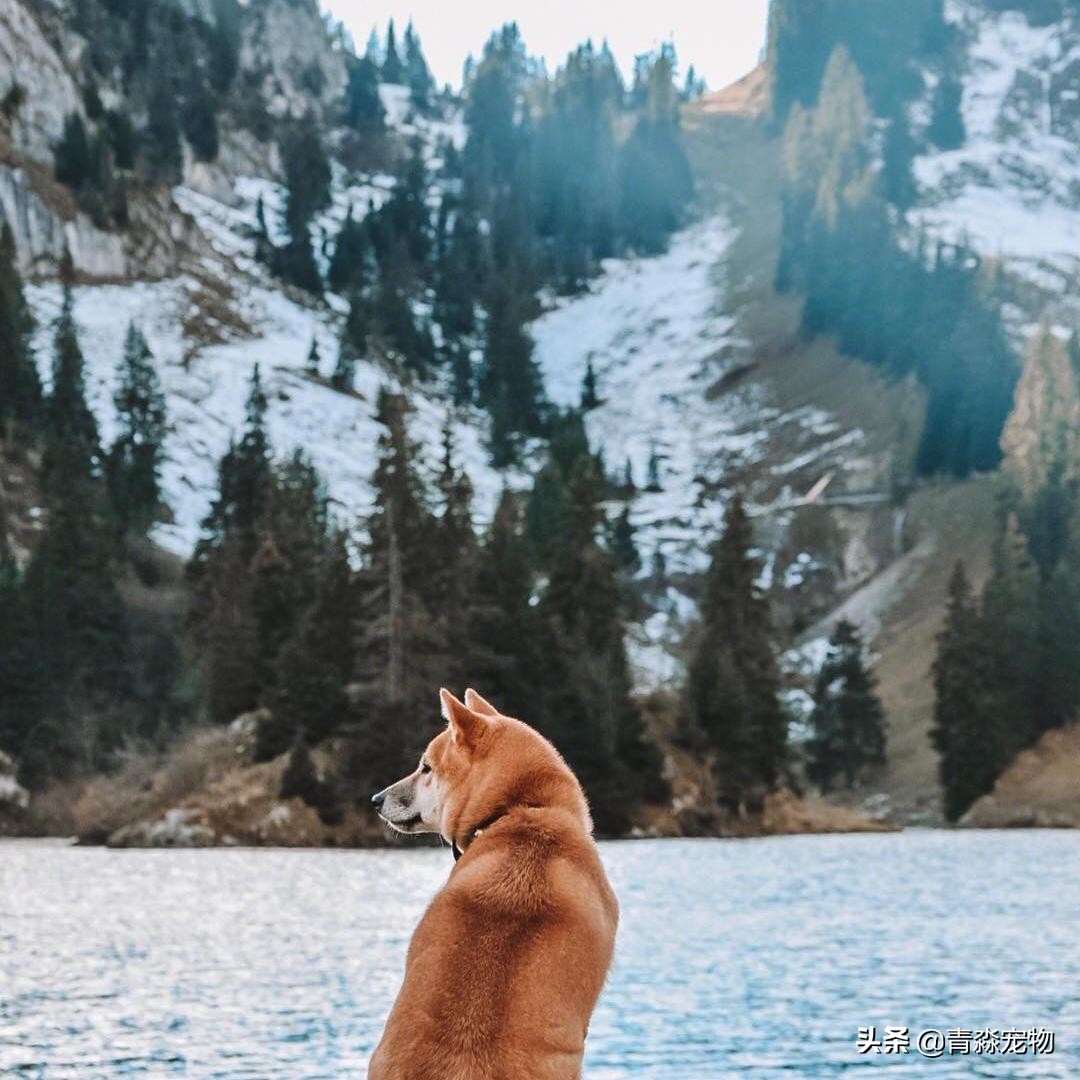 狗狗疫苗反应有哪些,狗狗打脱敏针影响疫苗反应吗