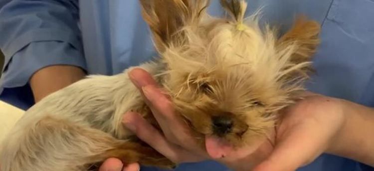 宠物狗坠楼下，主人花6万将它治愈，换你会如何选择？