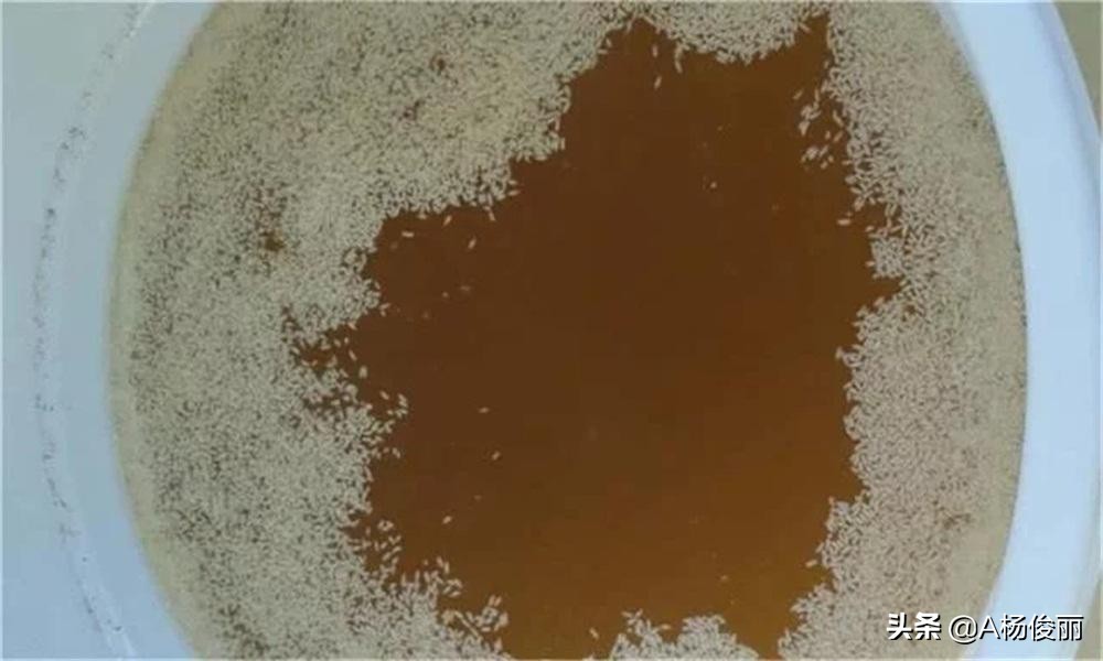 真全粮酿酒技术靠谱吗,真全粮酿酒先锋