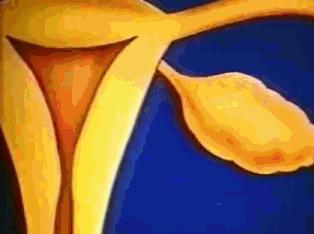 女性体内的神秘“暗线”:竟能支配月经