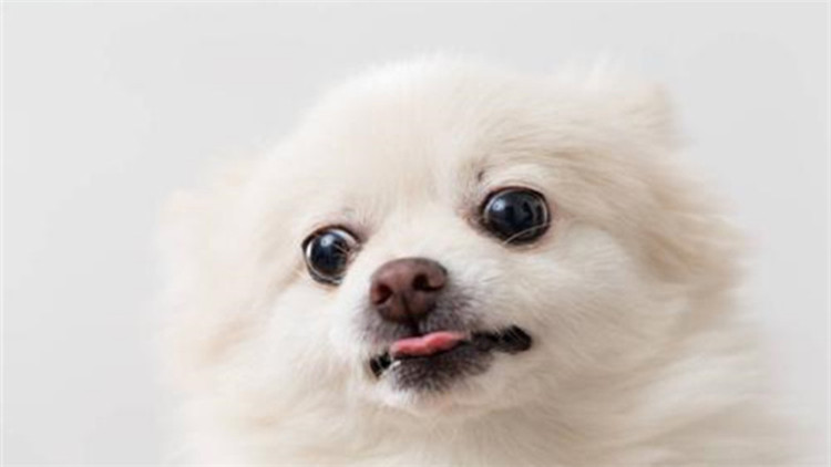 狗狗也要保养皮肤啦,狗狗也要爱护好牙齿