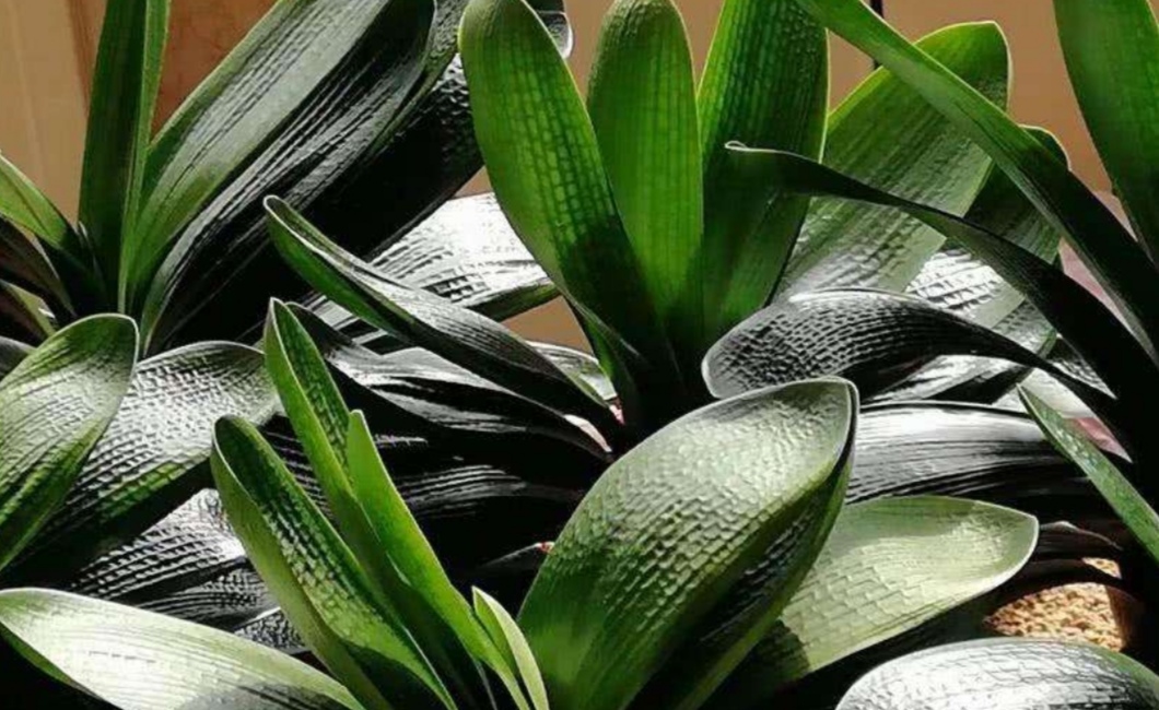 君子兰怎么养快速长出新叶,君子兰不开花怎么修剪