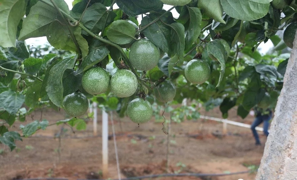 黄金百香果吃法,黄金百香果的功效与作用