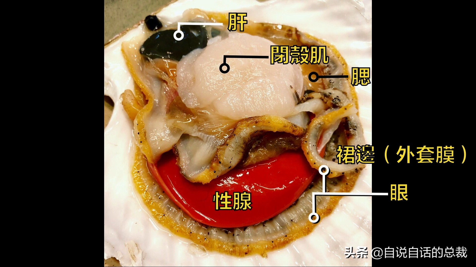 蚬蚌蛏的区别是什么,蚶子蛤蜊蚬子区别