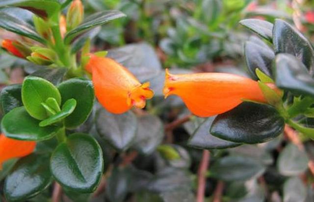 金鱼吊兰落叶头枯萎如何挽救,金鱼吊兰为什么会无缘无故的枯萎