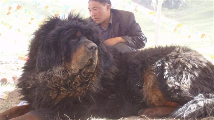 藏獒怎么训成凶猛狗,藏獒的饲养方法和训练