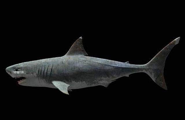 比恐龙还古老的鱼是什么鱼,恐龙时期的鱼类有哪些