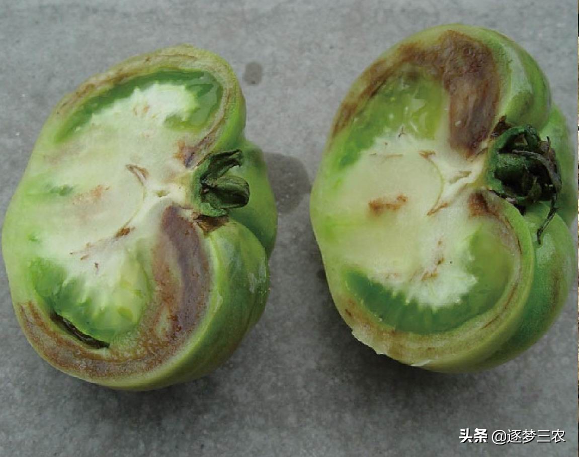 西红柿果实出现花脸病怎么办,西红柿叶斑病严重用什么药