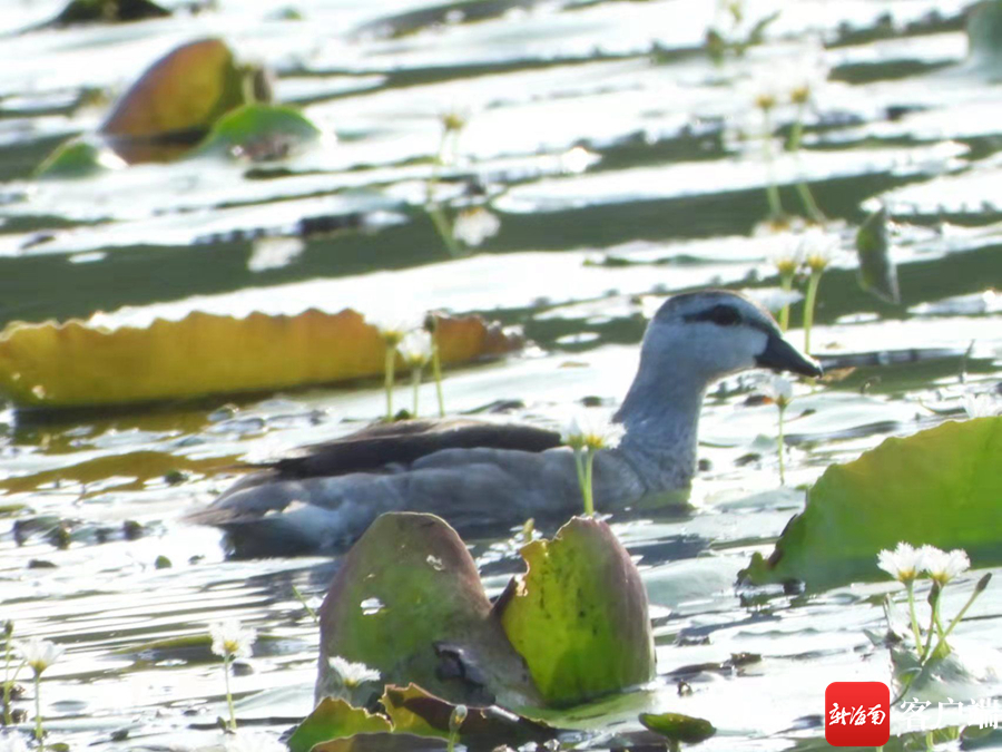 国庆棋子湾活动,十一活动劲爆嗨购等您来