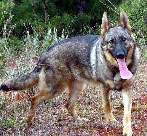 警界“利剑”——昆明犬