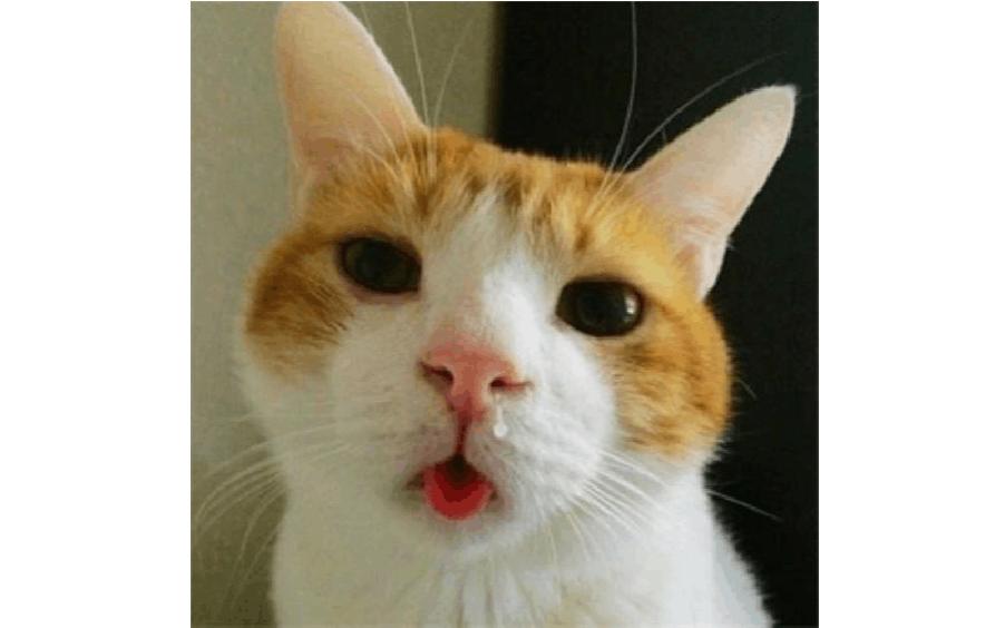 刚买的猫咪就得了猫瘟,每天花费1000?如何选择健康猫咪?