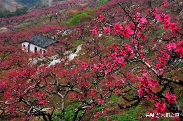 行摄美景东湖樱花园,行摄春天
