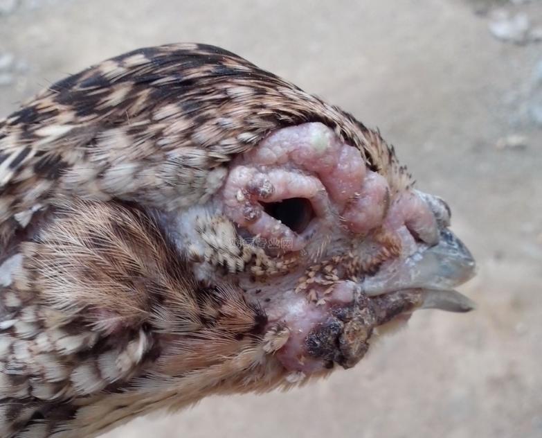 鸡白喉痘症状及治疗方案,鸡痘分为哪几种