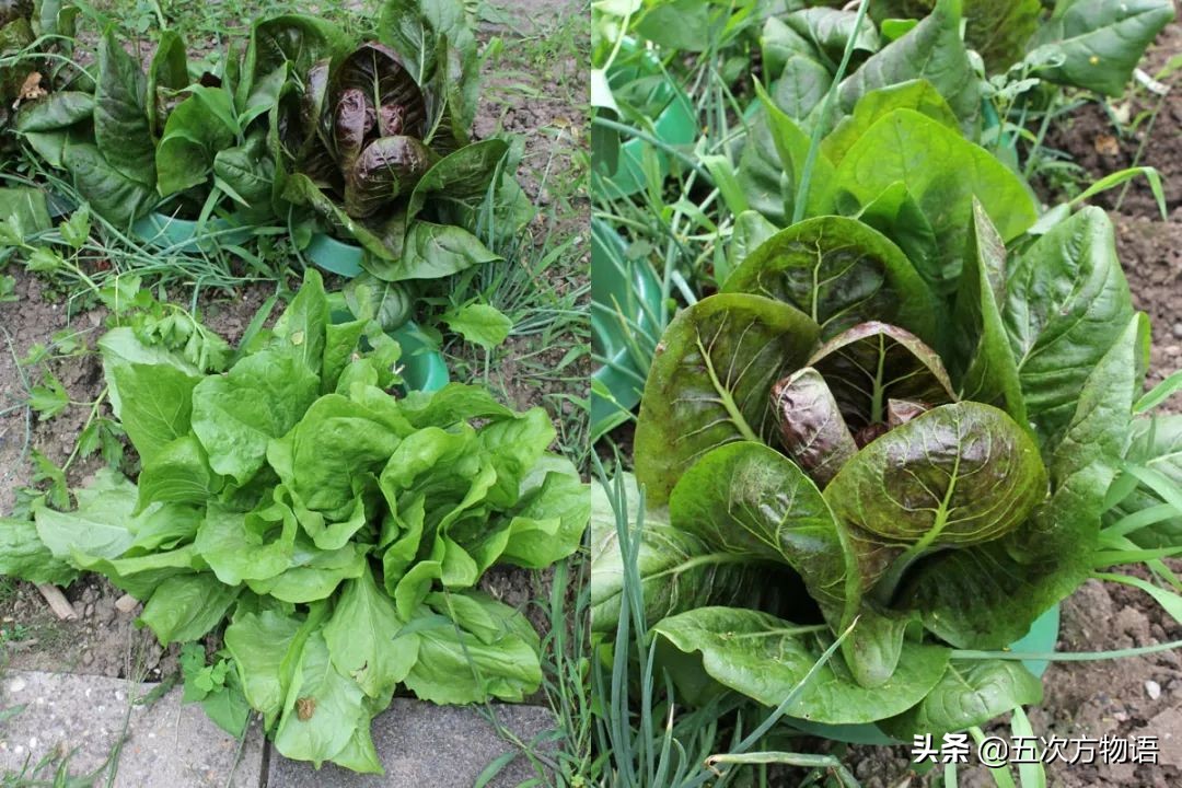 欧洲十大奇怪蔬菜 (欧洲冷门蔬菜)