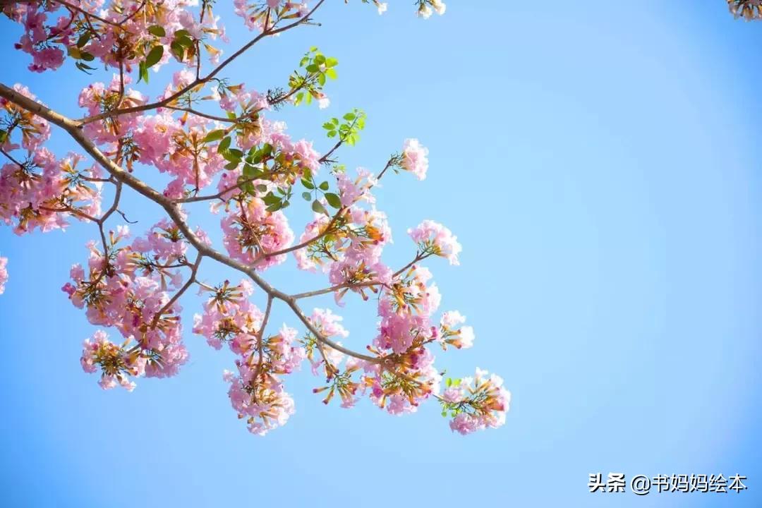 植树节绘本故事树真好完整版,关于植树节的绘本故事树真好