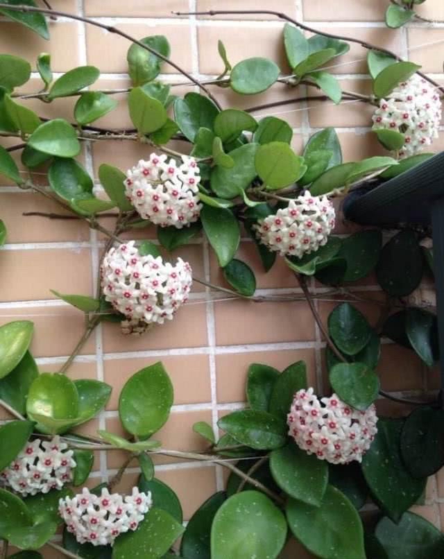 家里养兰实用技艺,如何养球兰能开花