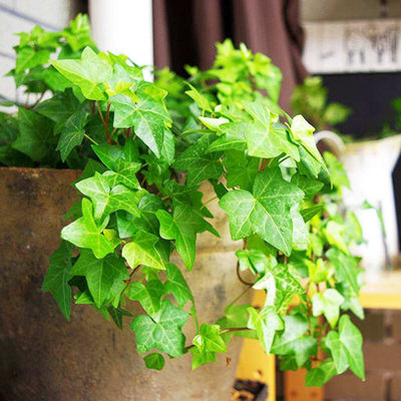 常春藤如何能养好,常春藤怎么才能养好呢