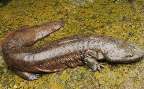 2019十大养殖品种图片,这两年最火的养殖品种