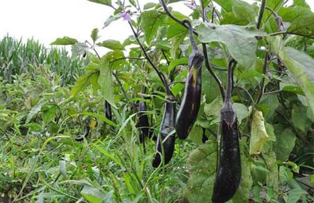 茄子灰霉和霜霉的区别,茄子蚜虫危害