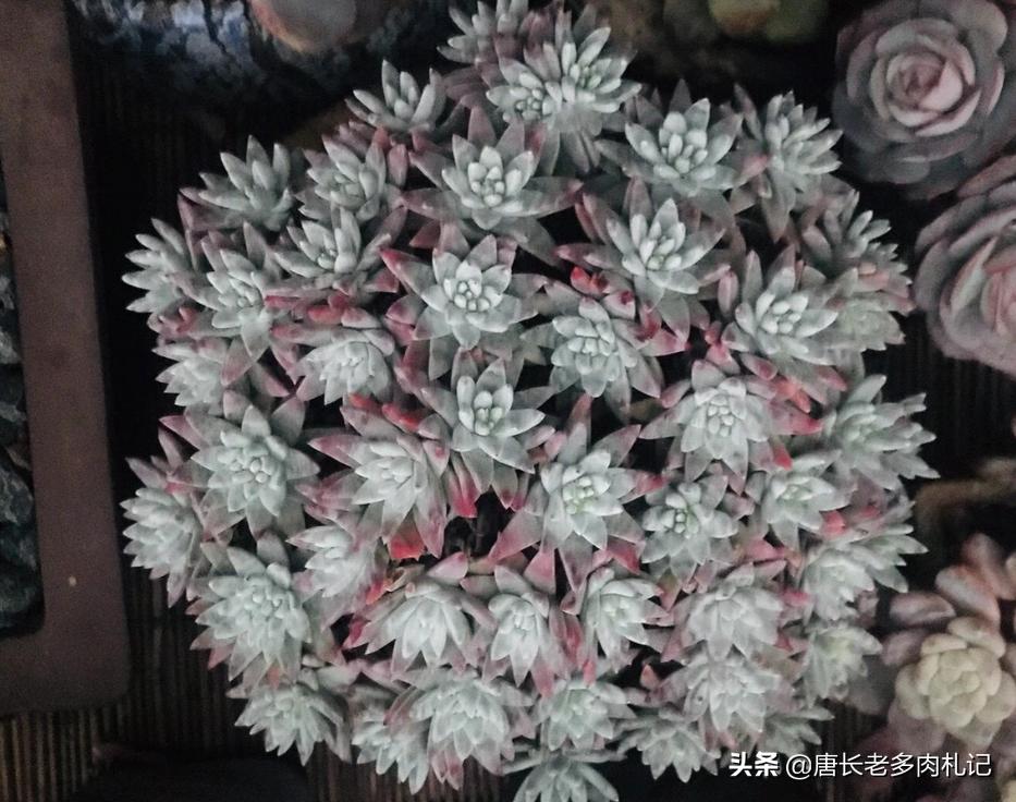 多肉白菊怎么控形,多肉白菊能用纯颗粒养么